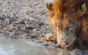 Χελώνα γυρεύει το μπελά της… στο στόμα λιονταριών