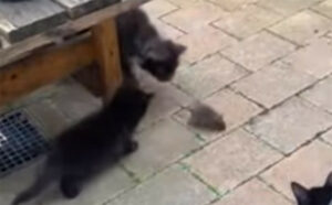 Αν ο Tom και ο Jerry υπήρχαν στην πραγματικότητα
