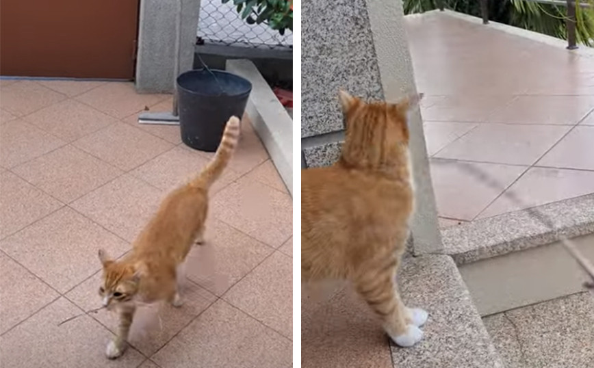 Γάτα με… εκπαίδευση σκύλου
