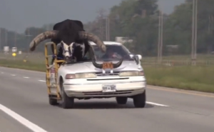 Οδηγούσε σε αυτοκινητόδρομο με συνοδηγό έναν τεράστιο… ταύρο