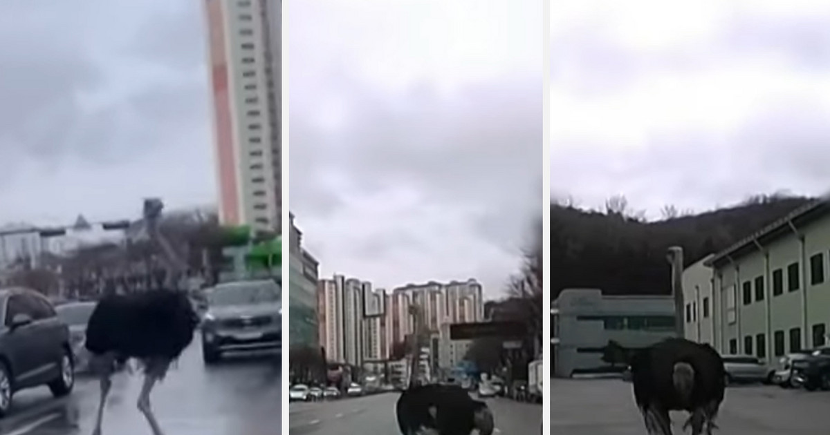 Στρουθοκάμηλος δραπέτευσε από ζωολογικό κήπο στη Νότια Κορέα και έτρεχε σε αυτοκινητόδρομο