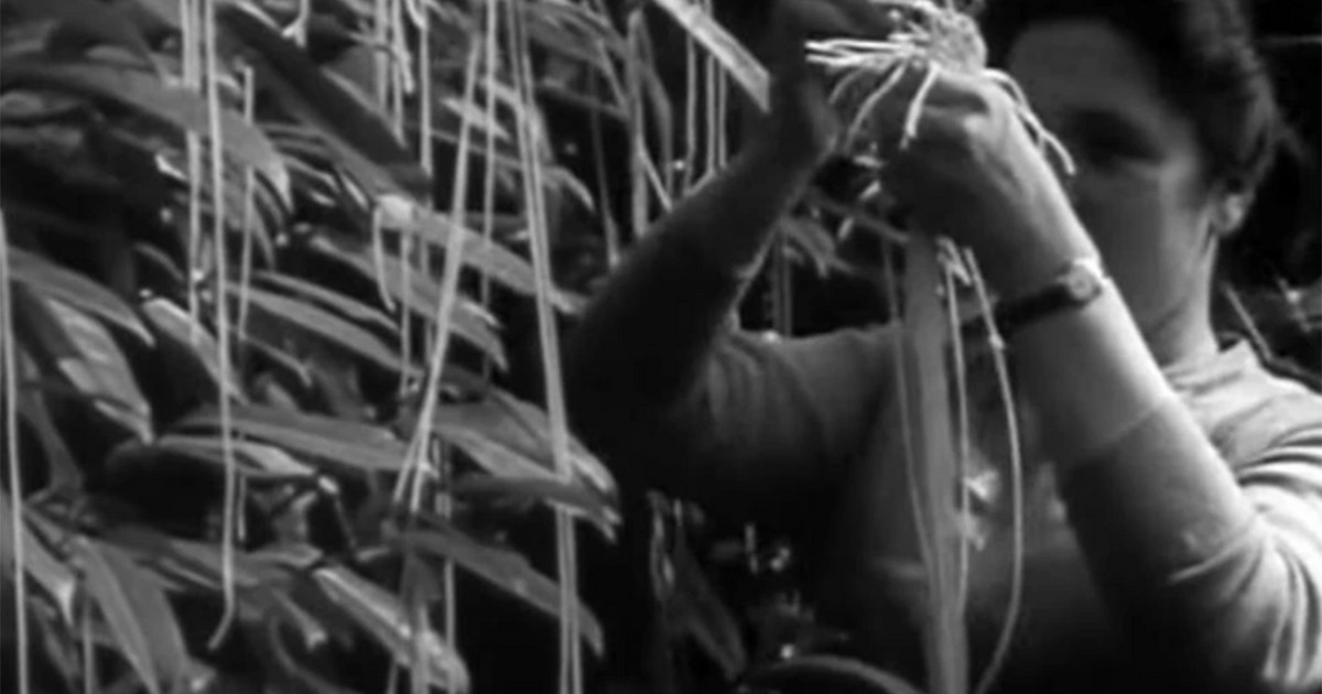 Η πρωταπριλιάτικη φάρσα του 1957 που έμεινε στην ιστορία