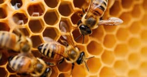 Άγνωστες αλήθειες που ίσως δεν γνωρίζετε για τις μέλισσες