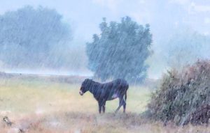 Οργή στην Κύπρο: Γαϊδουράκι εγκαταλελειμμένο κάτω από καταρρακτώδη βροχή – Η αντίδραση πολιτών και η διάσωση