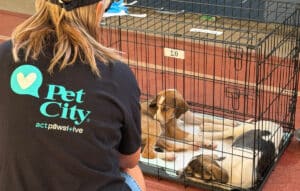 Τα Pet City στηρίζουν έμπρακτα τα πυρόπληκτα ζώα, σε συνεργασία με τη Dogs’ Voice